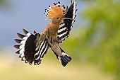 A Eurasian Hoopoe flying to its nest Alsace