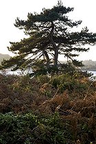 Pin maritime dans une lande en hiver Bretagne