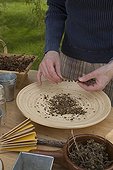 Harvest of Spanish flags seeds in a garden