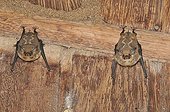 Two White-lined sac-winged Bats resting upside-down Brazil