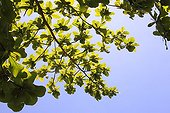 Foliage in a Badamier against the light in Mayotte 
