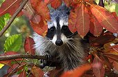 Raccoon - Montevallo Alabama