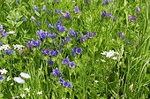 Purple viper bugloss in bloom in a garden