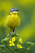 Ashy-headed Wagtail singing on a plant Turnip France 