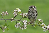 Little owl standing on a branch of a flowering apple tree