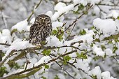 Little owl standing in a tree covered with snow
