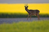 Buck deer on a country road Champagne France