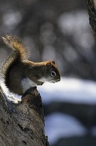 American red Squirrel on a trunk Canada ; Biologists have discovered that red squirrels are able to adapt to global warming, not only by physical adaptations and behaviors, but also by genetic change.