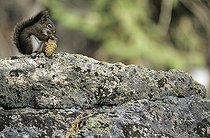 American red Squirrel eating a cone on a rock Canada ; Biologists have discovered that red squirrels are able to adapt to global warming, not only by physical adaptations and behaviors, but also by genetic change.