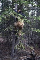 Biologist accessing a nest of American red squirrel  ; Canadian biologists are studying the red squirrels in the Yukon since 1987. They recently discovered that they could adapt to global warming, not only by physical and adjustments in behavior, but also by genetic change. <br> This astonishing discovery is consistent with the theory of evolution which holds that living organisms adapt changes in their environment through natural selection. 