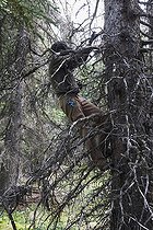 Biologist accessing a nest of American red squirrel  ; Canadian biologists are studying the red squirrels in the Yukon since 1987. They recently discovered that they could adapt to global warming, not only by physical and adjustments in behavior, but also by genetic change. <br> This astonishing discovery is consistent with the theory of evolution which holds that living organisms adapt changes in their environment through natural selection. 