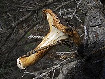 Fungus trapped in the branches by a squirrel Yukon  ; Canadian biologists are studying the red squirrels in the Yukon since 1987. They recently discovered that they could adapt to global warming, not only by physical and adjustments in behavior, but also by genetic change. <br> This astonishing discovery is consistent with the theory of evolution which holds that living organisms adapt changes in their environment through natural selection. 