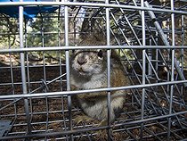 American red squirrel caught by biologist in a cage Yukon  ; Canadian biologists are studying the red squirrels in the Yukon since 1987. They recently discovered that they could adapt to global warming, not only by physical and adjustments in behavior, but also by genetic change. <br> This astonishing discovery is consistent with the theory of evolution which holds that living organisms adapt changes in their environment through natural selection. 