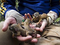 Biologist manipulating a young American Red Squirrels Yukon  ; Canadian biologists are studying the red squirrels in the Yukon since 1987. They recently discovered that they could adapt to global warming, not only by physical and adjustments in behavior, but also by genetic change. <br> This astonishing discovery is consistent with the theory of evolution which holds that living organisms adapt changes in their environment through natural selection. 