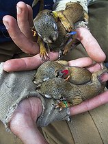 Biologist manipulating a young American Red Squirrels Yukon  ; Canadian biologists are studying the red squirrels in the Yukon since 1987. They recently discovered that they could adapt to global warming, not only by physical and adjustments in behavior, but also by genetic change. <br> This astonishing discovery is consistent with the theory of evolution which holds that living organisms adapt changes in their environment through natural selection. 