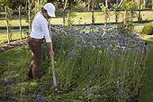 Mow down of notchleaf in bloom in a garden