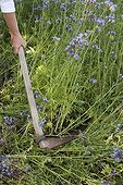 Mow down of notchleaf in bloom in a garden