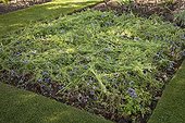 Mow down of notchleaf in bloom in a garden