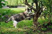 European female Cat doing its claws on a shrub France