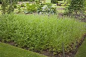 Lacy phacelia in a kitchen garden
