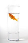 Small goldfish in a small space in a glass of water