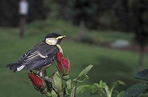 young Great Tit on a rose-tree