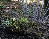 Bouquet in a basket in a garden in winter