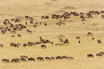 Gnous dans la savane à la saison sèche Masaï Mara Kenya