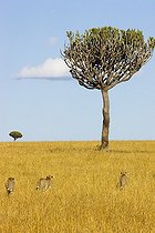 Guépards marchant dans l'herbe sèche et Euphorbe Kenya