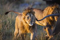 Lions courant dans la savane Masaï Mara Kenya