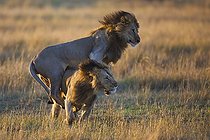 Lions jouant dans la savane Masaï Mara Kenya