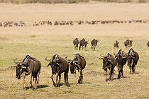 Gnous marchant dans la savane à la saison sèche Masaï Mara