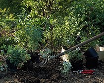 Plantation of perennials in a garden
