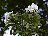 Pachypodium in bloom in a garden
