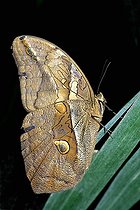 Nymphalidé posé sur une feuille au repos ; Espèce néotropicale (Amérique du Sud et Amérique Centrale).