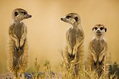Meerkats sentinel looking out for predato Kalahari Botswana 