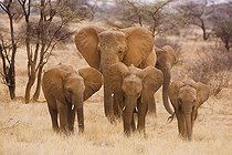 Elephants d'Afrique dans les herbes sèches Samburu Kenya