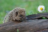 Western European Hedgehog sniffing near a Lawndaisy