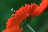 A praying mantis on a flower garden Souci  ; The praying mantis cleans antennas
