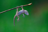 Common Wall Gecko suspended from a twig