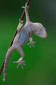 Common Wall Gecko suspended from a twig