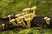Sulphur Tuft on wood Pays Basque France