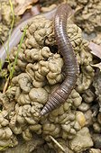 Big earthworm on earth Pays Basque France