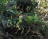 Bouquet in a basket in a garden in winter