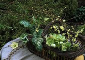 Bouquet in a basket in a garden in winter