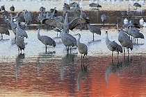 Grues du Canada en hivernage au Nouveau Mexique USA