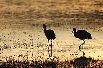 Grues du Canada en hivernage au Nouveau Mexique USA