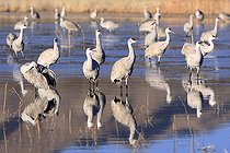 Grues du Canada en hivernage au Nouveau Mexique USA