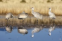 Grues du Canada en hivernage au Nouveau Mexique USA