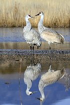 Grues du Canada en hivernage au Nouveau Mexique USA